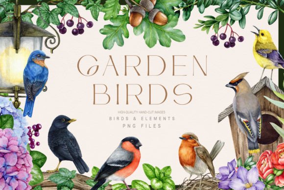 Download Garden Birds Watercolor Illustration Set - Garden bird Collection